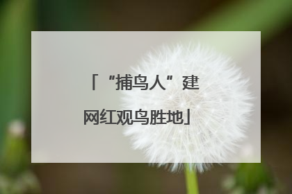 “捕鸟人”建网红观鸟胜地