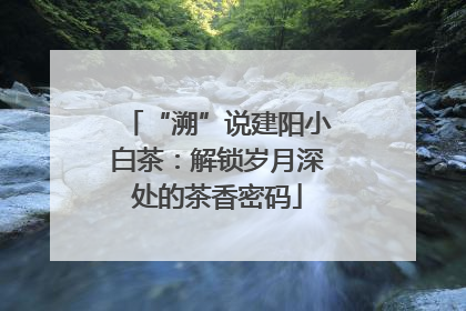 “溯”说建阳小白茶：解锁岁月深处的茶香密码