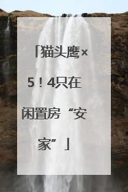 猫头鹰×5！4只在闲置房“安家”