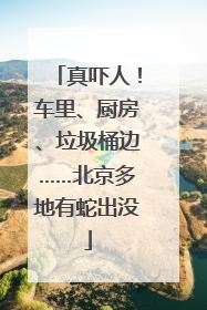 真吓人！车里、厨房、垃圾桶边……北京多地有蛇出没