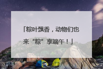 粽叶飘香，动物们也来“粽”享端午！