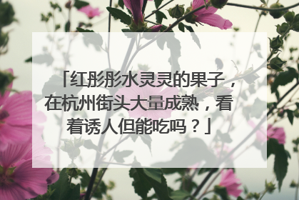红彤彤水灵灵的果子，在杭州街头大量成熟，看着诱人但能吃吗？