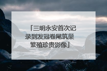 三明永安首次记录到发冠卷尾筑巢繁殖珍贵影像