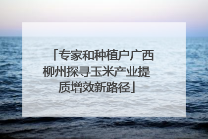 专家和种植户广西柳州探寻玉米产业提质增效新路径