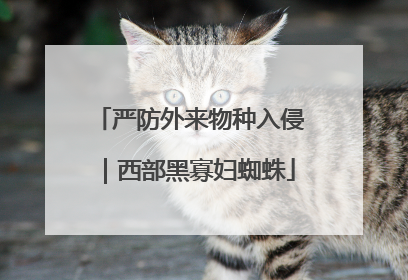 严防外来物种入侵｜西部黑寡妇蜘蛛