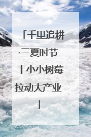 千里追耕·三夏时节丨小小树莓拉动大产业