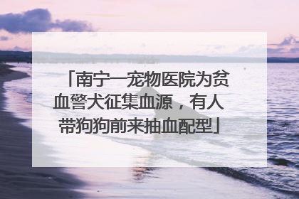 南宁一宠物医院为贫血警犬征集血源，有人带狗狗前来抽血配型