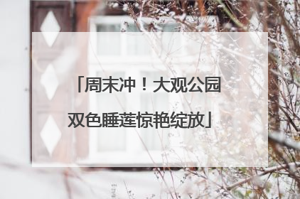 周末冲！大观公园双色睡莲惊艳绽放