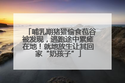 哺乳期猪獾偷食苞谷被发现，逃跑途中累瘫在地！就地放生让其回家“奶孩子”