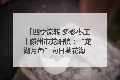四季流转 多彩枣庄｜滕州市龙阳镇：“龙湖月色”向日葵花海 绘就乡村振兴新画卷