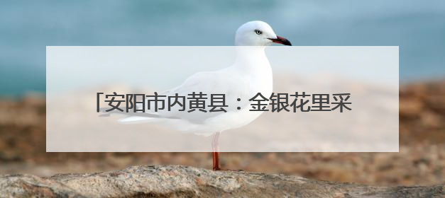 安阳市内黄县：金银花里采“金银” 花香溢满致富路