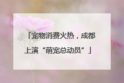 宠物消费火热，成都上演“萌宠总动员”