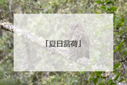 夏日赏荷