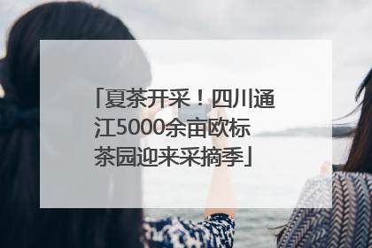 夏茶开采！四川通江5000余亩欧标茶园迎来采摘季