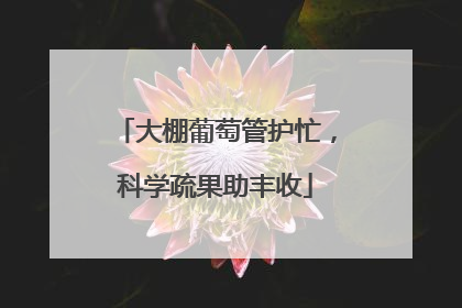 大棚葡萄管护忙，科学疏果助丰收