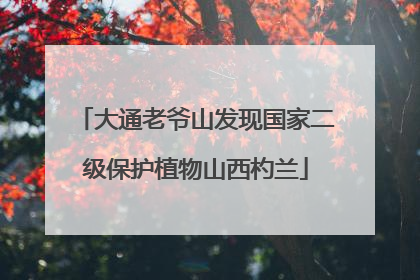 大通老爷山发现国家二级保护植物山西杓兰