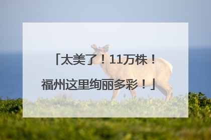 太美了！11万株！福州这里绚丽多彩！