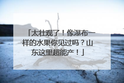 太壮观了！像瀑布一样的水果你见过吗？山东这里超能产！