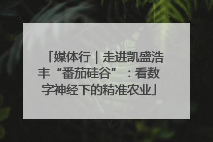 媒体行｜走进凯盛浩丰“番茄硅谷”：看数字神经下的精准农业