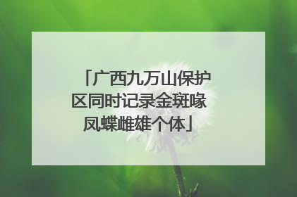 广西九万山保护区同时记录金斑喙凤蝶雌雄个体