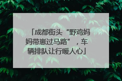 成都街头“野鸡妈妈带崽过马路”，车辆排队让行暖人心