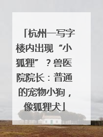 杭州一写字楼内出现“小狐狸”？兽医院院长：普通的宠物小狗，像狐狸犬