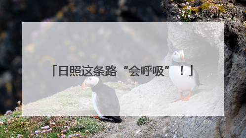 日照这条路“会呼吸”！