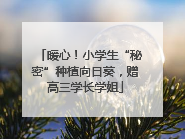 暖心！小学生“秘密”种植向日葵，赠高三学长学姐
