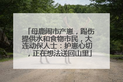 母鹿闹市产崽，踢伤提供水和食物市民，大连动保人士：护崽心切，正在想法送回山里