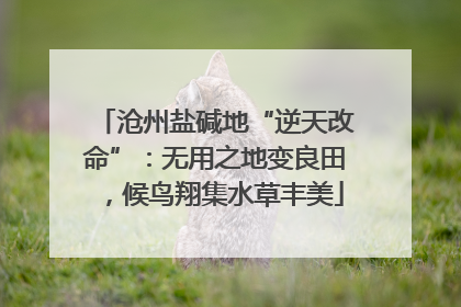 沧州盐碱地“逆天改命”：无用之地变良田，候鸟翔集水草丰美