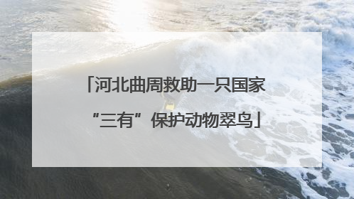 河北曲周救助一只国家“三有”保护动物翠鸟
