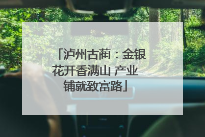 泸州古蔺：金银花开香满山 产业铺就致富路