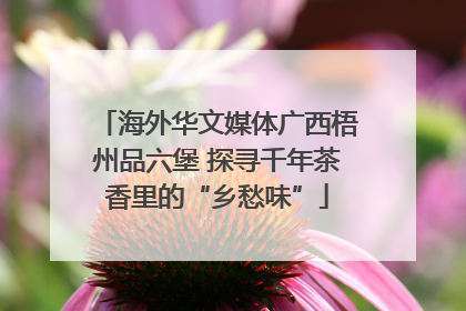 海外华文媒体广西梧州品六堡 探寻千年茶香里的“乡愁味”