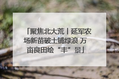 聚焦北大荒丨延军农场新苗破土铺绿浪 万亩良田绘“丰”景