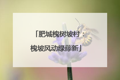 肥城槐树坡村：槐坡风动绿藤新