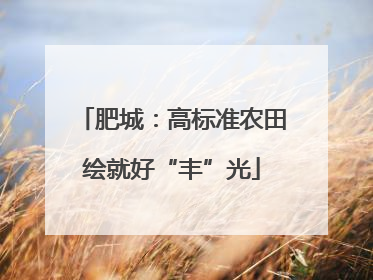 肥城：高标准农田绘就好“丰”光