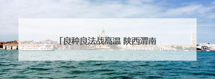 良种良法战高温 陕西渭南旱地小麦丰收有“粮”方