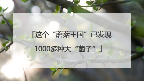 这个“蘑菇王国”已发现1000多种大“菌子”