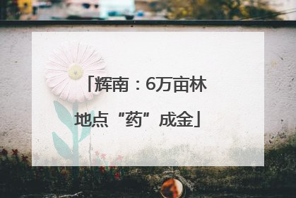 辉南：6万亩林地点“药”成金