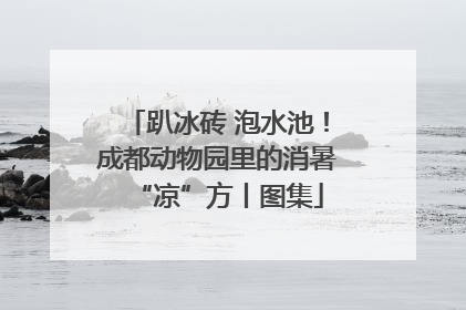 趴冰砖 泡水池！成都动物园里的消暑“凉”方丨图集