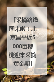 采摘路线图来啦！北京昌平近5000亩樱桃迎来采摘黄金期