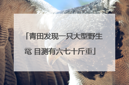 青田发现一只大型野生鼋 目测有六七十斤重