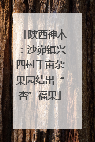 陕西神木：沙峁镇兴四村千亩杂果园结出“杏”福果