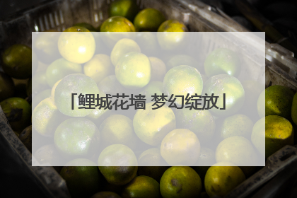鲤城花墙 梦幻绽放