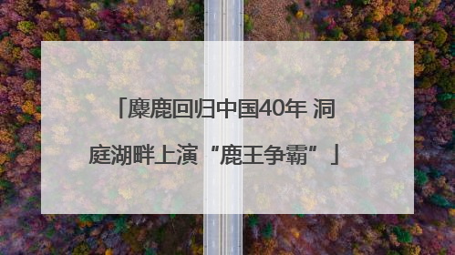 麋鹿回归中国40年 洞庭湖畔上演“鹿王争霸”