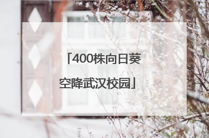400株向日葵空降武汉校园